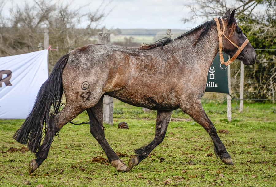 Lote MILANESA LA CASCADA