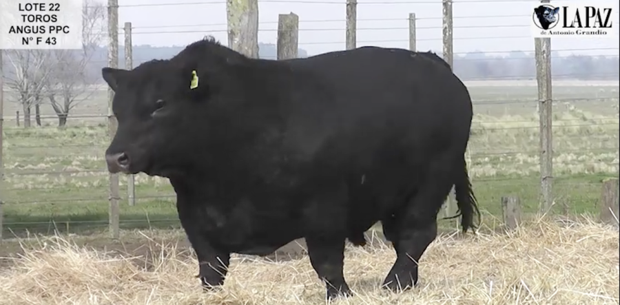 Lote TOROS PUROS POR CRUZA