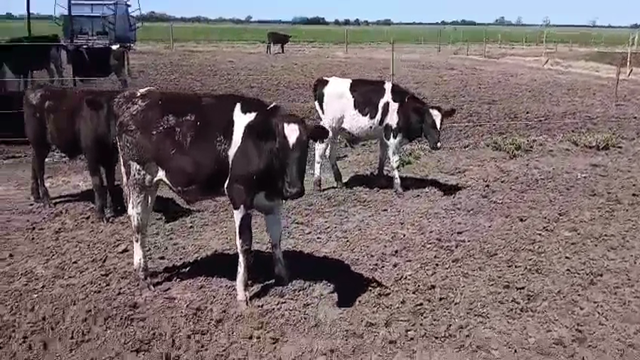 Lote 7 Terneros Holando Argentino en Ataliva, Santa Fe