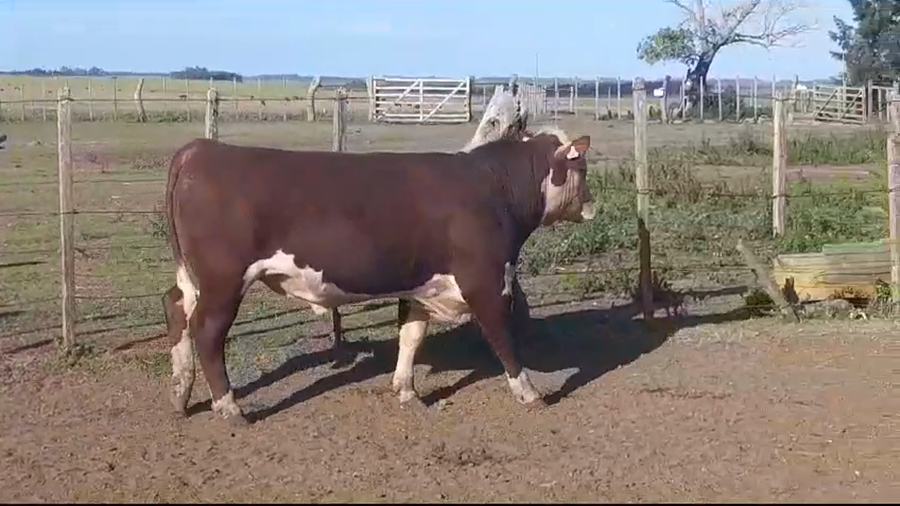 Lote TORO PI - RP 04