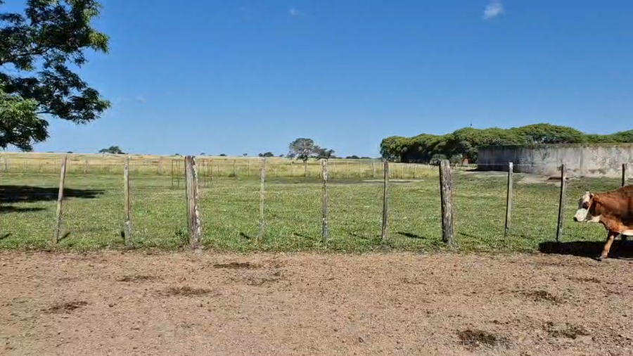 Lote 35 Vaquillonas de invernada en Corrientes, Curuzu Cuatia
