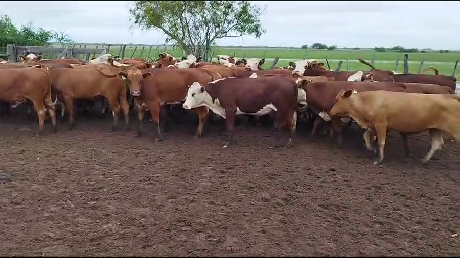 Lote 45 Vaquillonas en Esquina, Corrientes