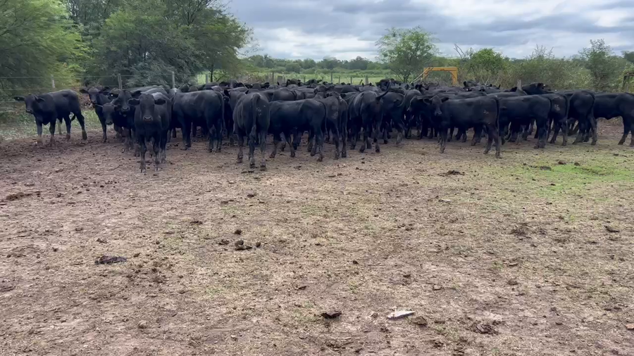 Lote 100 Terneros/as en Juan José Castelli, Chaco