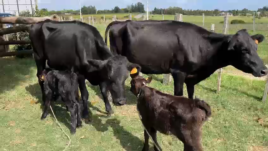 Lote 4 Vaca a remate en Pantalla Camy, San José