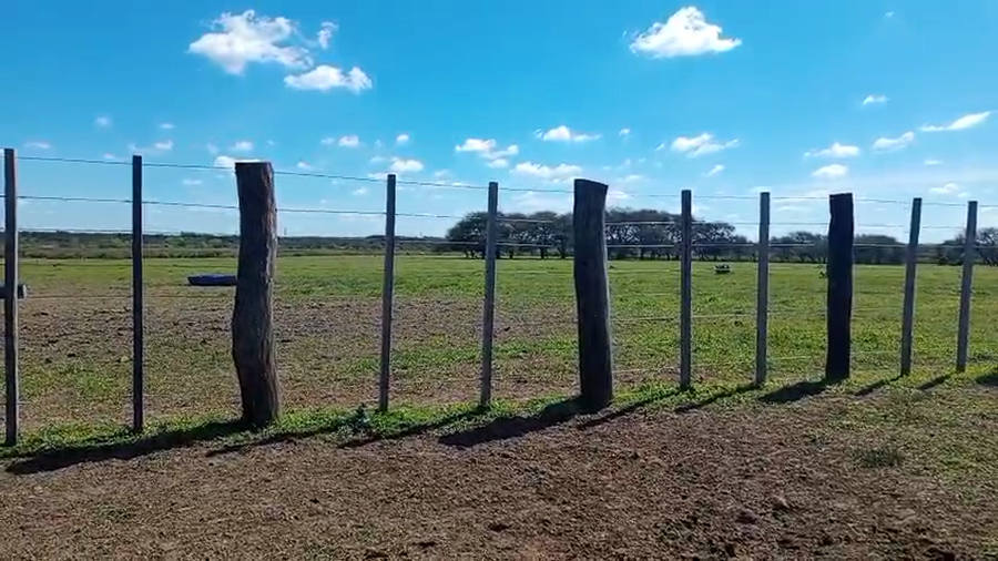 Lote 60 Terneros/as