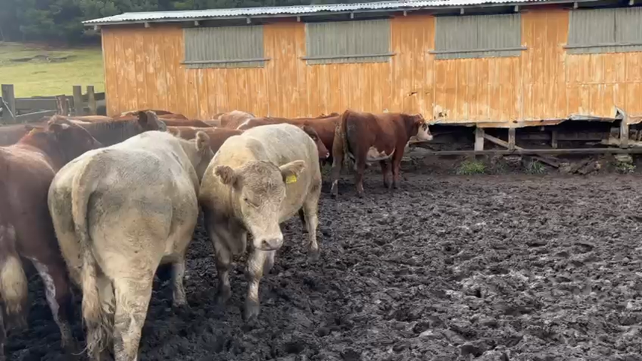 Lote 26 Novillo Engorda en Coyhaique, XI Región Aysén