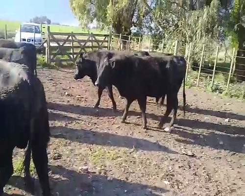 Lote 9 Toros reproductor en Benito Juárez, Buenos Aires