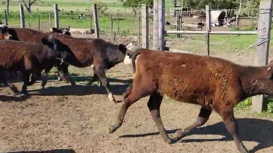 Lote 13 Terneras ANGUS a remate en PANTALLA CAMY - SAN JOSE  1500 VACUNOS 145kg - , San José