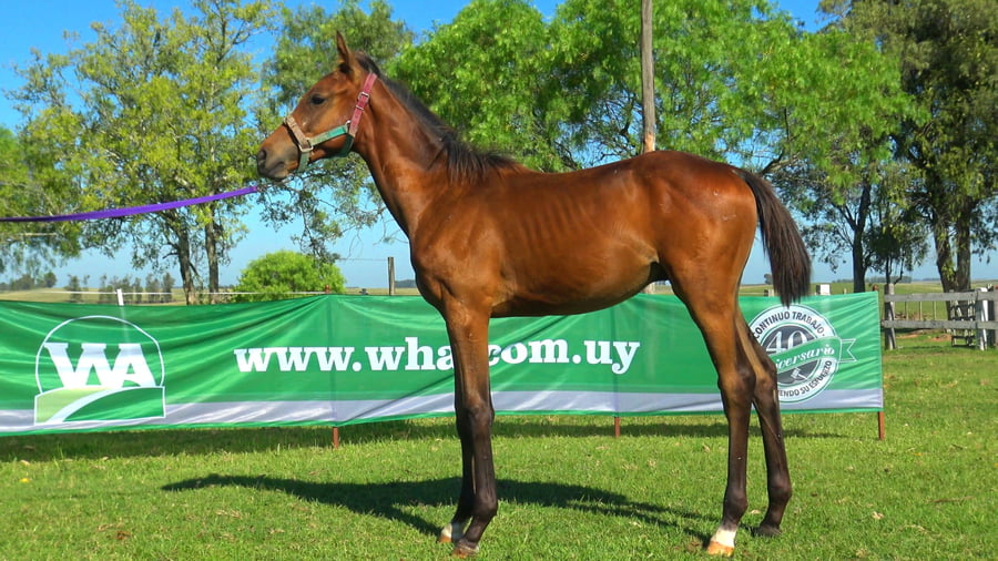 Lote SECRETARIO NEGRO