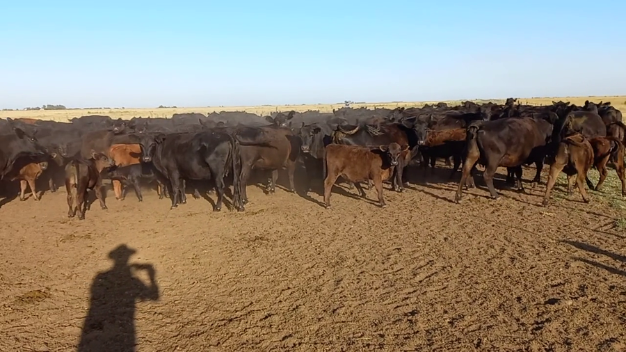 Lote 75 Terneros en Buenos Aires, Olavarría