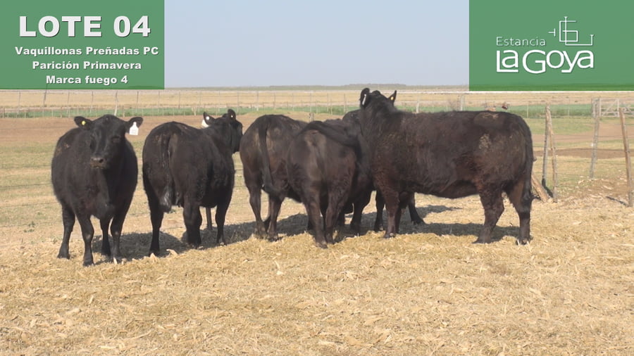 Lote VAQUILLONAS PREÑADAS PC PARICIÓN PRIMAVERA