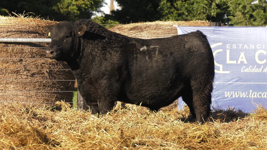 Lote TOROS ANGUS PURO CONTROLADO