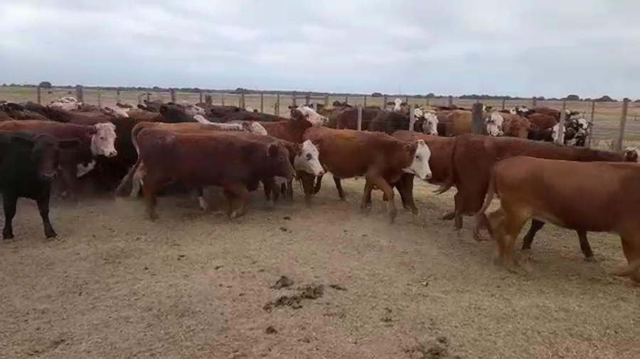 Lote 50 Vaquillonas Braford en Tostado, Santa Fe