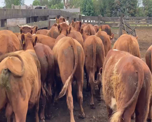Lote 24 Novillo Engorda en La Unión, XIV Región Los Ríos