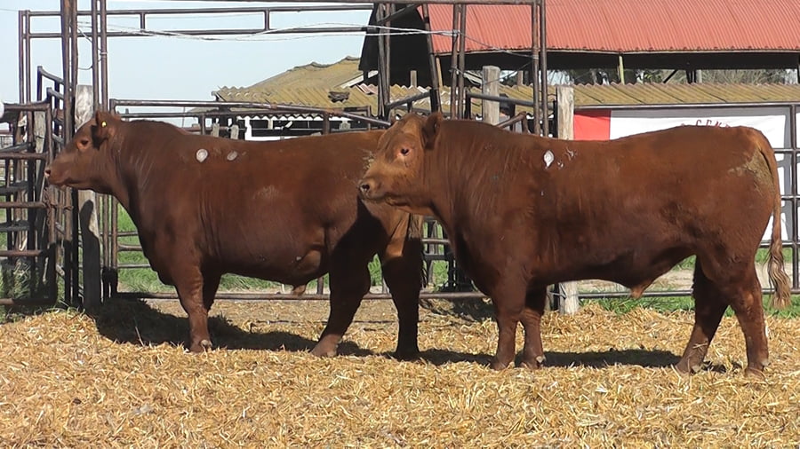 Lote TOROS ANGUS PP