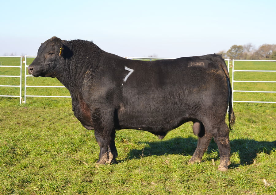 Lote TOROS PEDIGREE H367 H369