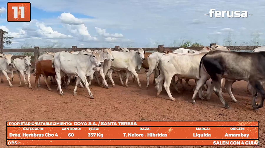 Lote LOTE 11