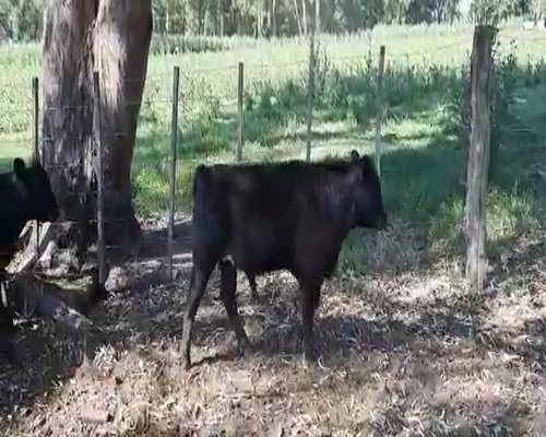 Lote 40 Terneros/as en Buenos Aires, Pellegrini