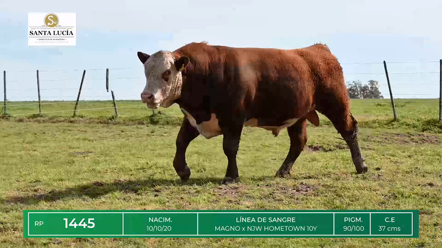 Lote TOROS HEREFORD