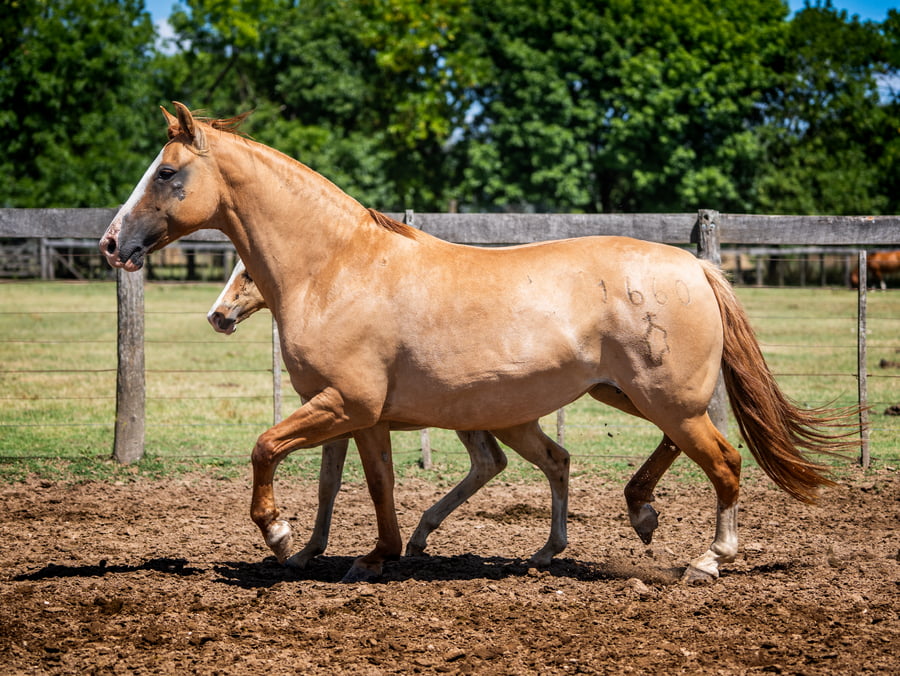 Lote PERDIDA ORIENTALA