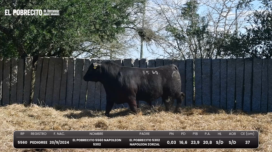 Lote Toros Angus