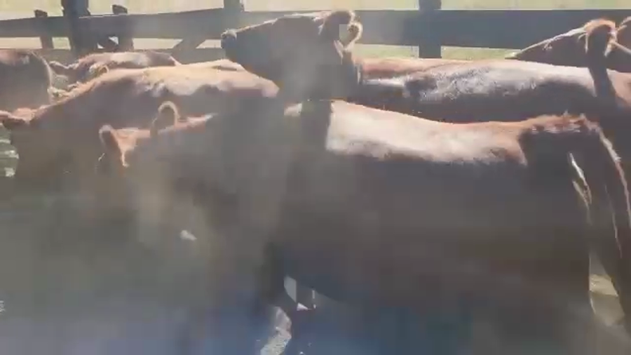 Lote 25 Vaquilla Engorda en Los Lagos, XIV Región Los Ríos