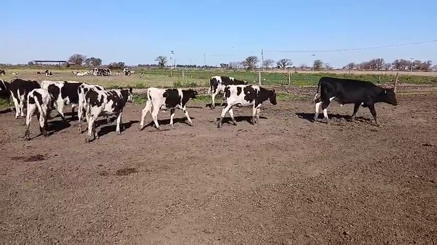 Lote 36 Novillitos Holando Argentino en Col. Valtelina, Córdoba