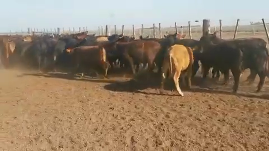 Lote 200 Terneros en Coronda, Santa Fe