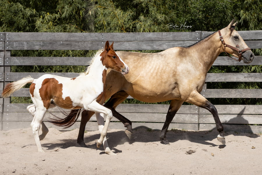 Lote NOGOYA GOLDEN BELL