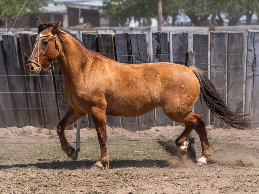 Lote LOMALTA ESTACA