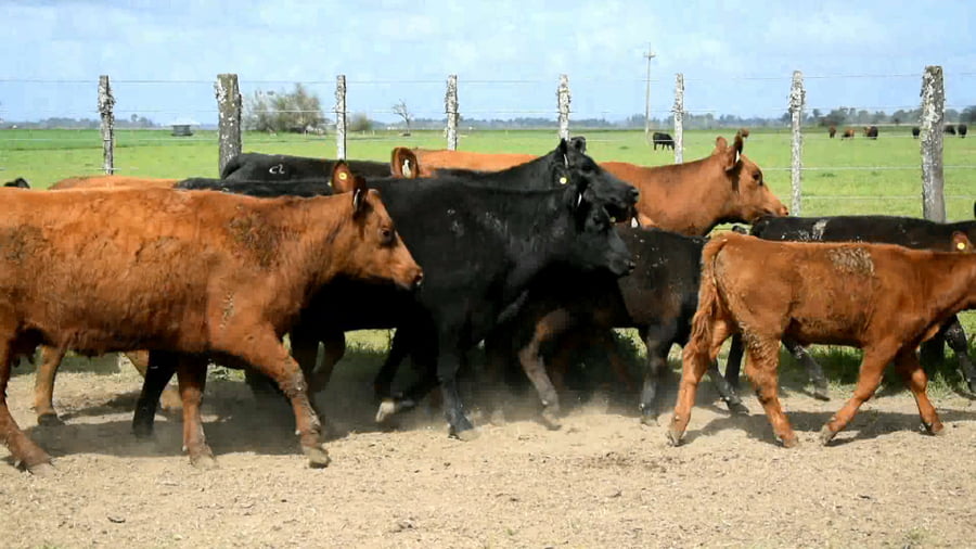Lote Vaquillonas Puras Controladas paridas