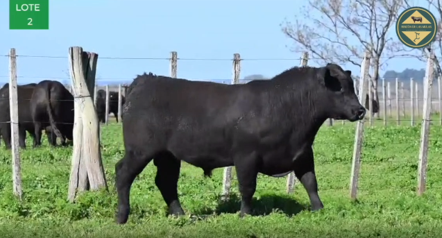 Lote TOROS RP 2683 2701 2703