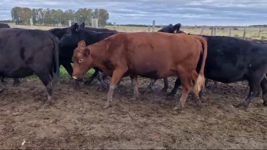 Lote 9 Vacas preñadas Angus a remate en Pantalla Camy , San José