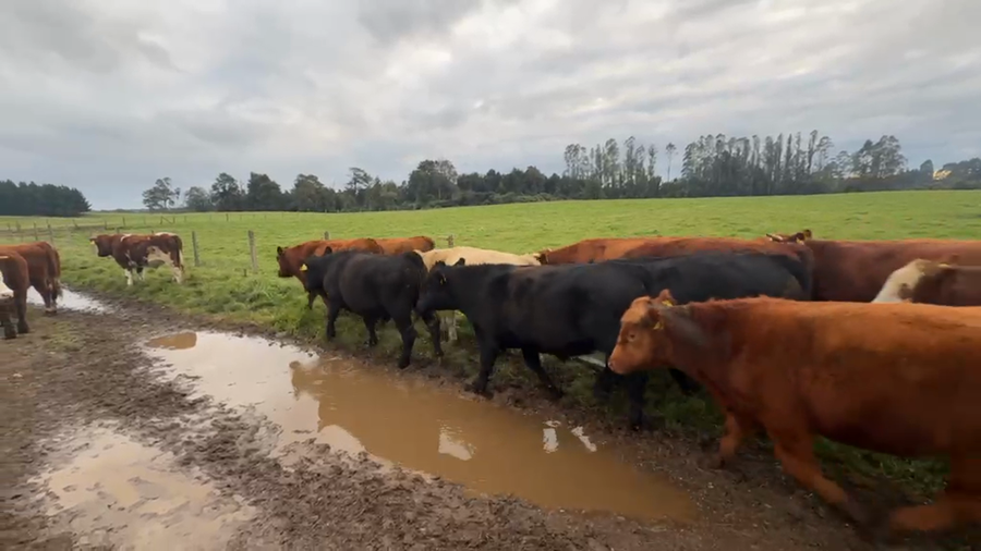 Lote 48 Novillo Engorda en Los Muermos, X Región Los Lagos