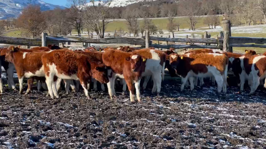 Lote 65 Ternera en XI Región Aysén, Coyhaique