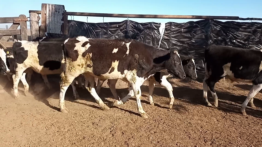 Lote 27 TERNEROS en Las Palmeras, Santa Fe