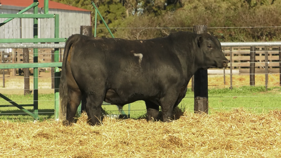 Lote TOROS ANGUS PURO CONTROLADO