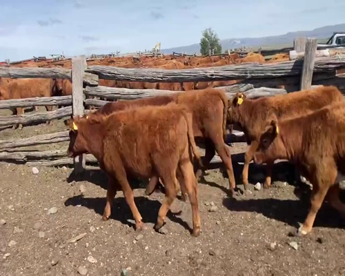 Lote 68 Ternera en Coyhaique, XI Región Aysén