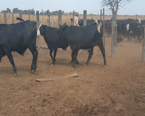 Lote 67 Novillos en Pampa del Infierno, Chaco