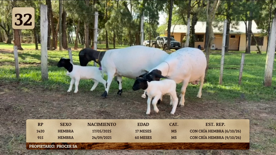 Lote LOTE 32