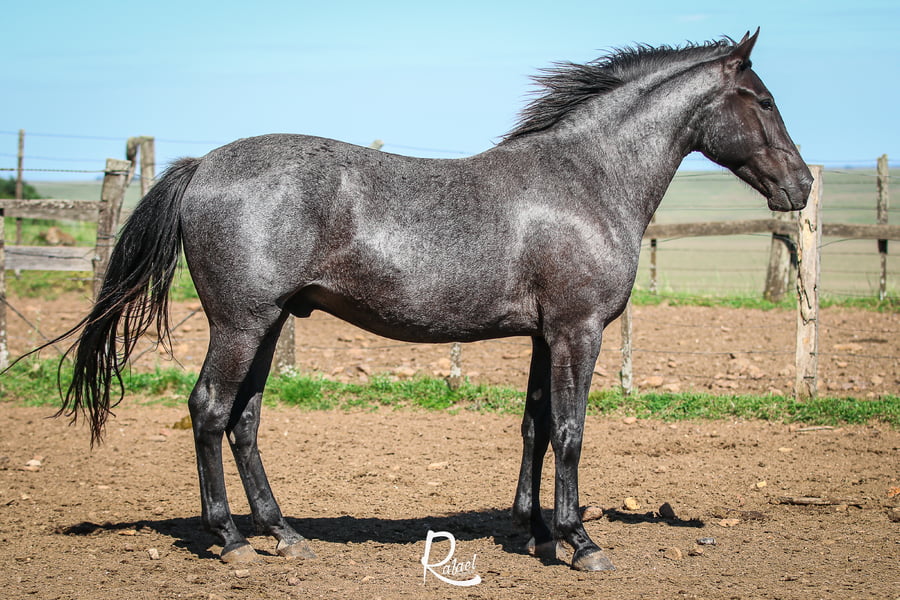 Lote Macho castrado a remate en Marcheros Uy, Salto
