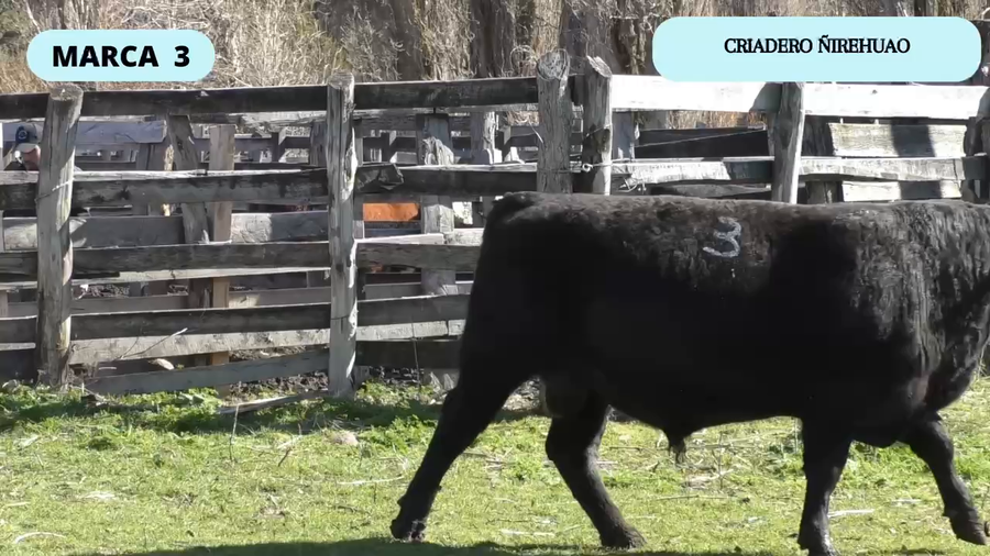 Lote 1 Toro en Coyhaique, XI Región Aysén
