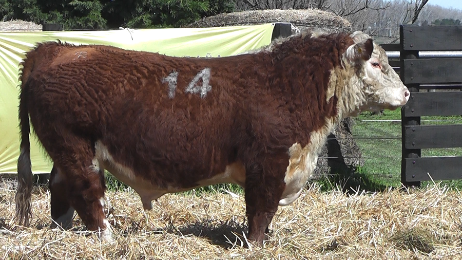 Lote TOROS P. HEREFORD PURO REGISTRADO
