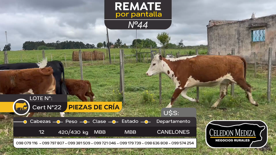 Lote 12 Piezas de cría en Canelones