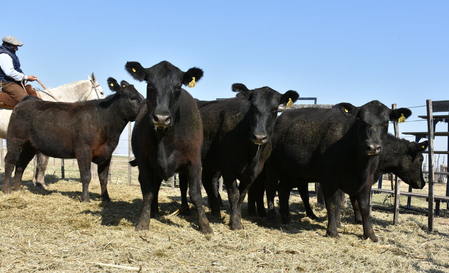 Lote HEMBRAS PURAS CONTROLADAS(NEGRA)(Corral 61)