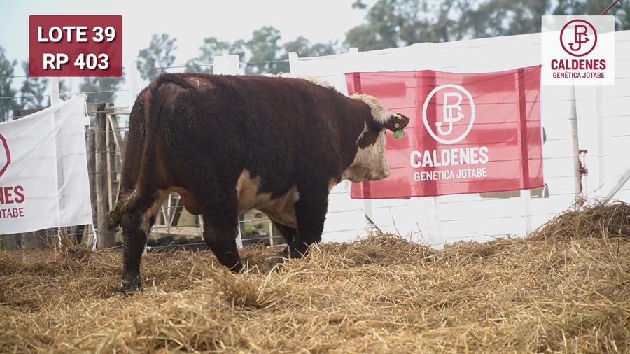 Lote Toro PR