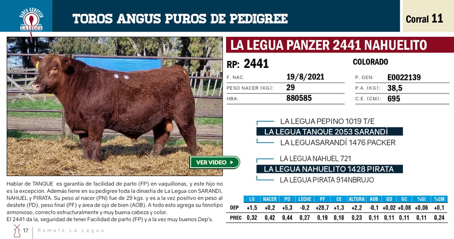 Lote TOROS PP