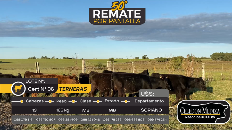 Lote 19 Terneras en Cardona, Soriano