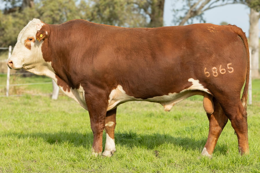 Lote Toros señal 22