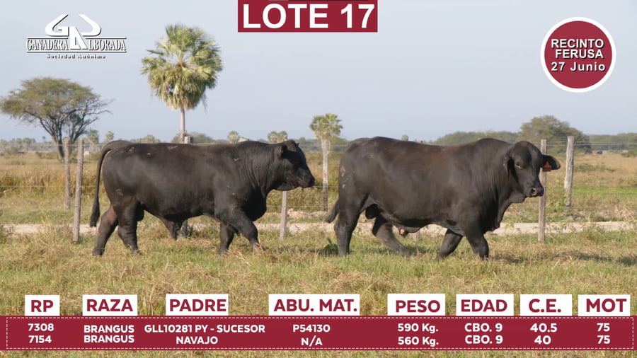 Lote Reproductores de Alborada - Lote 17